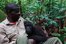 Aspinall Foundation worker hugging Western lowland gorilla (Gorilla gorilla gorilla) orphan juvenile age 5 years, PPG reintroduction project  managed by Aspinall Foundation, Bateke Plateau National Pa...