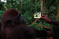 Aspinall Foundation worker showing Western lowland gorilla (Gorilla gorilla gorilla) juvenile, age 5 years a picture of itself in zoo with mother. PPG  reintroduction project managed by Aspinall Found...