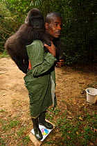 Aspinall Foundation veterinarian with Western lowland gorilla (Gorilla gorilla gorilla) orphan juvenile age 5 years, PPG reintroduction project  managed by Aspinall Foundation, Bateke Plateau National...