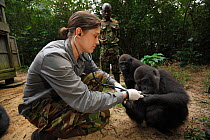 Aspinall Foundation veterinarian with Western lowland gorilla (Gorilla gorilla gorilla) orphan juveniles age 5 years, PPG reintroduction project  managed by Aspinall Foundation, Bateke Plateau Nationa...