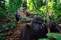 Aspinall Foundation worker with Western lowland gorilla (Gorilla gorilla gorilla) orphan juvenile age 5 years, PPG reintroduction project  managed by Aspinall Foundation, Bateke Plateau National Park,...