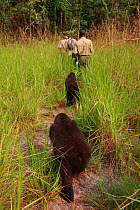 Western lowland gorilla (Gorilla gorilla gorilla) orphan juveniles age 5 years, PPG  reintroduction project managed by Aspinall Foundation. Following Aspinall foundation workers. Bateke Plateau Nation...