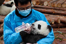 Giant panda (Ailuropoda melanoleuca) keeper feeding young panda hot water with honey, Chengdu Panda Breeding Centre, Sichuan, China, January 2012.