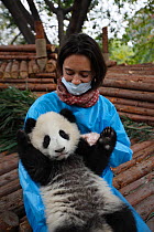 Communications director of Beauval zoo with Giant panda (Ailuropoda melanoleuca) baby at Chengu Panda Breeding Centre. The zoo will later be accepting a pair of giant pandas from the Chengu Breeding C...