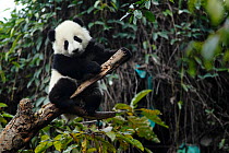 Giant panda (Ailuropoda melanoleuca) age 6 months in tree, Chengdu Panda Breeding Centre, Sichuan, China.