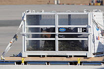Pair of Giant pandas (Ailuropoda melanoleuca) unloaded from Panda Express, a Boeing 777 at Charles de Gaulle Airport, Paris, to be taken to a French zoo. 15th January 2012