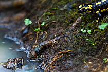 Common frog (Rana temporaria)  and Fire salamander (Salamandra salamandra) during the breeding season sharing the same pond to lay eggs. Burgundy, France, March.