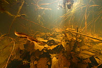 Palmate newt (Triturus helveticus) male in pond, Burgundy, France, March.