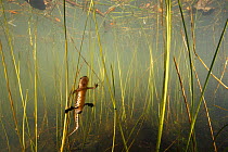 Palmate Newt (Triturus helveticus) male in pond, Burgundy, France, March.