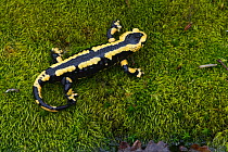 Fire salamander (Salamandra salamandra) France, March.