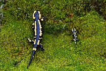 Fire salamander (Salamandra salamandra) adult and juvenile side by side, France, March.