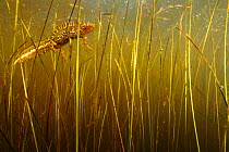 Marbled newt (Triturus marmoratus) male in pond, Burgundy, France. March.