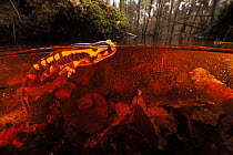 Fire salamander (Salamandra salamandra) in water,  Burgundy, France, March.