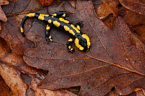 Fire salamander (Salamandra salamandra) in leaf litter, Burgundy, France, April.