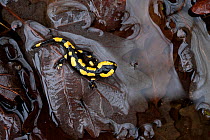 Fire salamander (Salamandra salamandra) in wet leaves, Burgundy, France, April.
