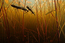 Crested newt (Triturus cristatus carnifex) male and female courtship underwater, Burgundy. France, April.