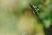 Common tree frog (Hyla arborea) resting on branch in day, Burgundy, France, April.