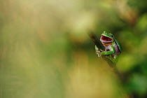 Common tree frog (Hyla arborea) yawning on willow branch during day time. Burgundy, France, April.