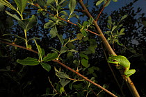 Common tree frog (Hyla arborea) on willow branch at dusk. Burgondy, France, April.