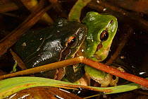 Common tree frog (Hyla arborea) pair in amplexus, Burgundy. France, April.