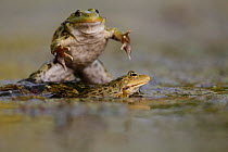 Marsh frog (Pelophylax / Rana ridibundus) breeding season interaction between males. Burgundy, France, May.