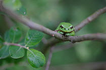 Common tree frog (Hyla arborea) on branch, Burgundy. France, April.