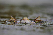 Frog (Pelophylax sp) calling in water, Burgundy, France