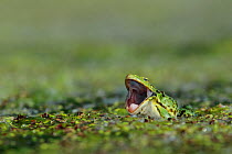 Frog (Pelophylax sp) in pondweed with mouth wide open, Burgundy, France, May.