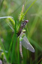Emperor dragonfly (Anax imperator) adult male freshly emerged from larval case. Burgundy. France, April.