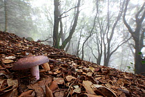 Charcoal burner fungus (Russula cyanoxantha), Alberes Mountains, Pyrenees, France, September.