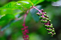 American pokeweed (Phytolacca americana) berries. Introduced from North America, Alberes Mountains, Pyrenees, France, September.