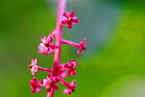 American Pokeweed (Phytolacca americana) in flower. Introduced from North America, Alberes Mountains, Pyrenees, France, September.