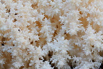Coral tooth fungus (Hericium coralloides) Alberes mountains, Pyrenees, France. September.
