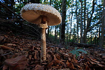 Parasol mushrooms (Lepiota procera), Alberes Mountains, Pyrenees, France, October.