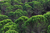 Italian stone pine (Pinus pinea), Alberes Mountains, Pyrenees, France, October 2011.