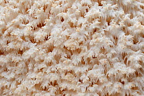 Coral tooth fungus (Hericium coralloides), Alberes Mountains, Pyrenees, France, October.