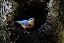 European nuthatch (Sitta europaea) drinking water from  tree hole, Alberes Mountains, Pyrenees, France, October.
