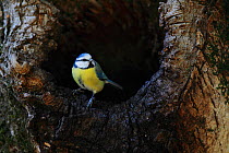 Blue tit (Parus caerulus) drinking water from  tree hole, Alberes Mountains, Pyrenees, France, October.