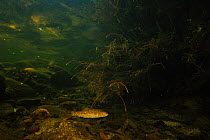 Barbel fish (Barbus meridionalis) Massane river, Alberes Mountains, Pyrenees, France, October.