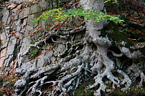 European beech tree (Fagus sylvatica) with twisted roots on rock face, Alberes Mountains, Pyrenees, France, October