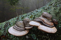 Horse's hoof / Tinder fungus (Fomes fomentarius), Alberes Mountains, Pyrenees, France, October.