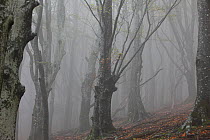 European beech (Fagus sylvatica) trees in autumn mist, Alberes Mountains, Pyrenees, France, October.