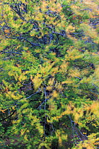 European beech (Fagus sylvatica) trees moving in wind, Tramontane, Alberes Mountains, Pyrenees, France, October.
