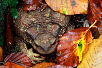 European toad (Bufo bufo) hidden in leaf litter, Alberes Mountains, Pyrenees, France, October.