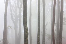 European beech (Fagus sylvatica) trees in mist in autumn, Alberes Mountains, Pyrenees, France, October.