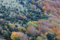 Woodland scene from above with Holly (Ilex aquilfolium) the first species to colonize the adjacent  meadow, Alberes Mountains, Pyrenees, France, October 2011.