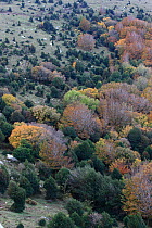 Woodland scene from above with Holly (Ilex aquilfolium) colonizing meadow, Alberes Mountains, Pyrenees, France, October 2011.
