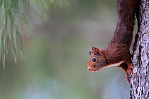 Red squirrel (Sciurus vulgaris) on tree trunk, Alberes Mountains, Pyrenees, France, November.