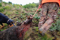 Hunter hauling wild boar with dog. Alberes Mountains, Pyrenees, France, November 2011.