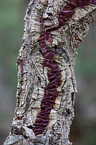 Violet-toothed polypore fungus (Hirschioporus pergamenus ) Pyrenees, France, November.